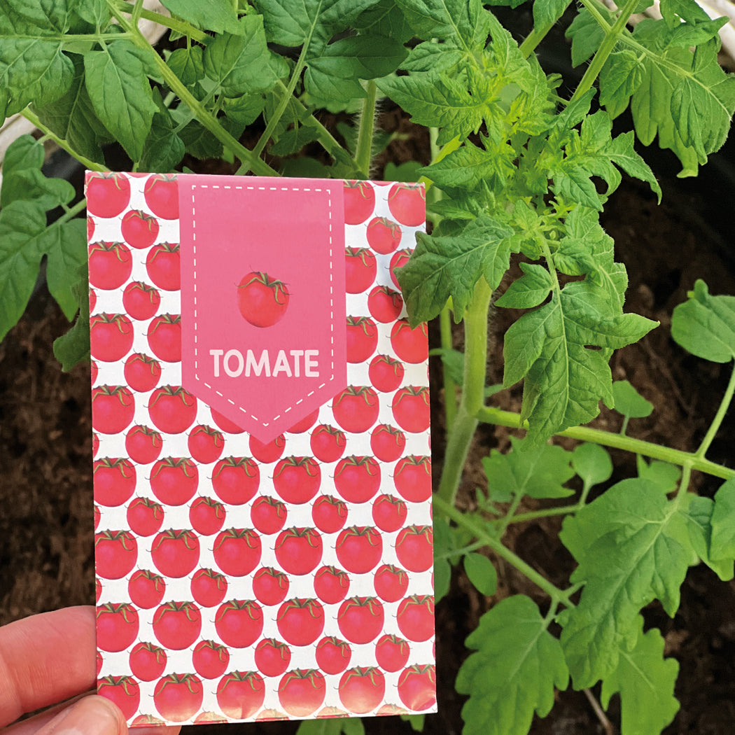 Tomaten Samen selber ziehen