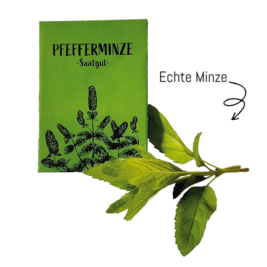 Pfefferminz-Samen für echte Minze