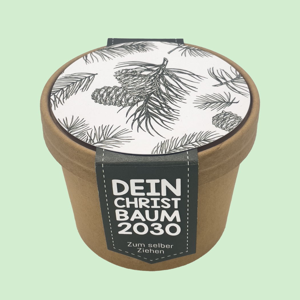 Tannenbaum Anzuchtset