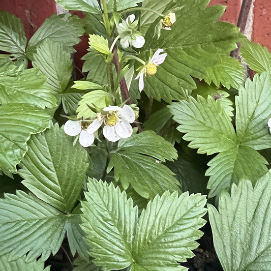 Blühende Walderdbeeren