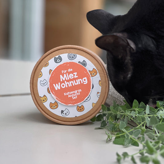 Katzenminze Anzuchtset