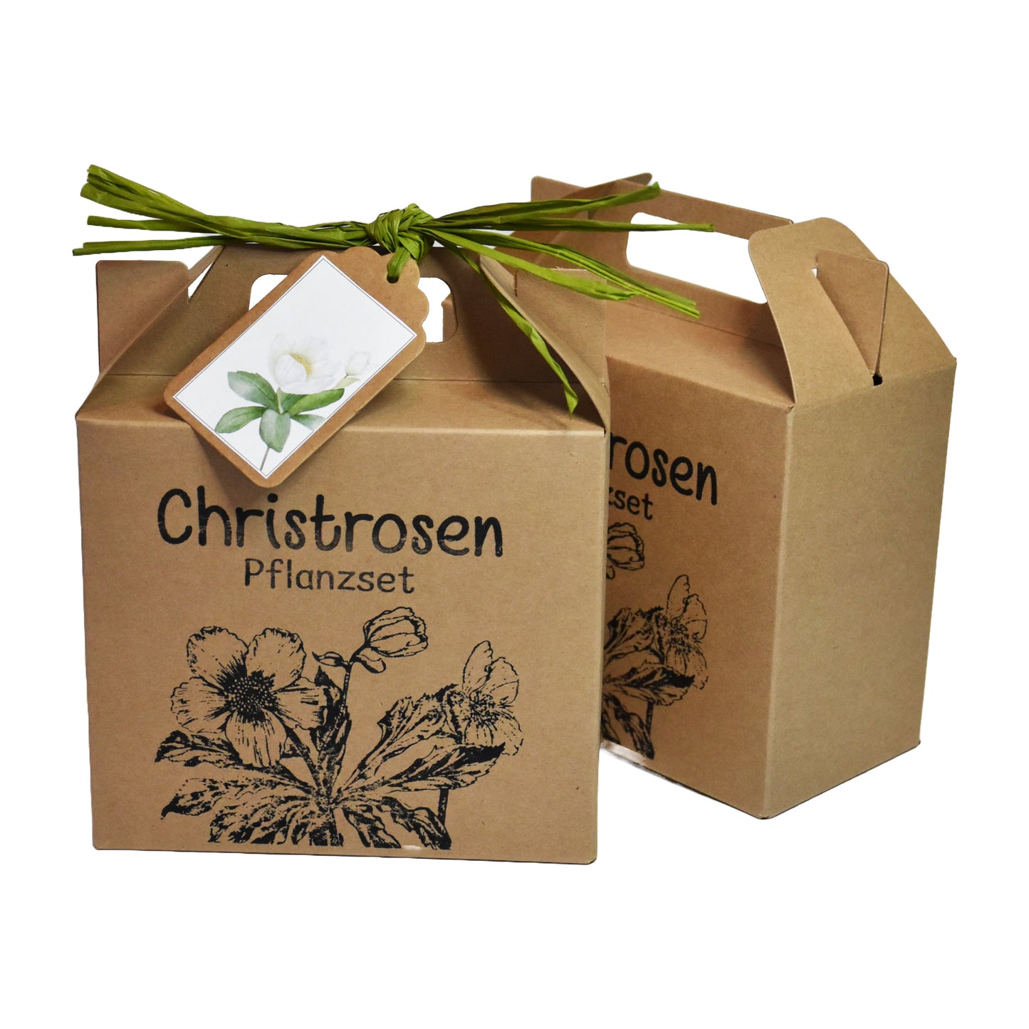Geschenke für Pflanzenliebhaber – Christrosen Anzuchtset