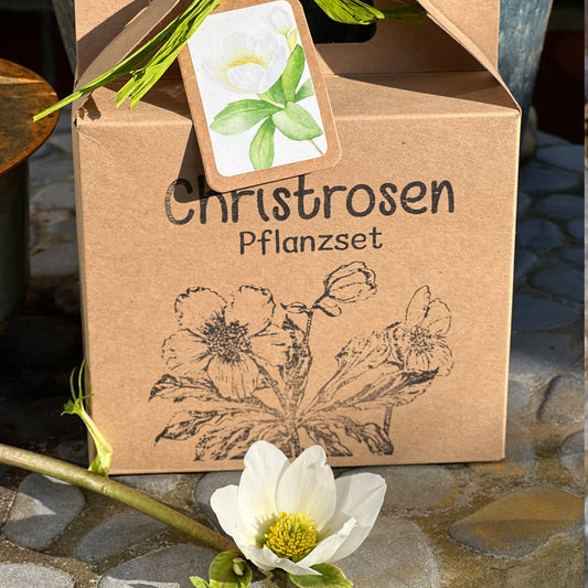 Geschenke für Pflanzenliebhaber – Christrosen Anzuchtset