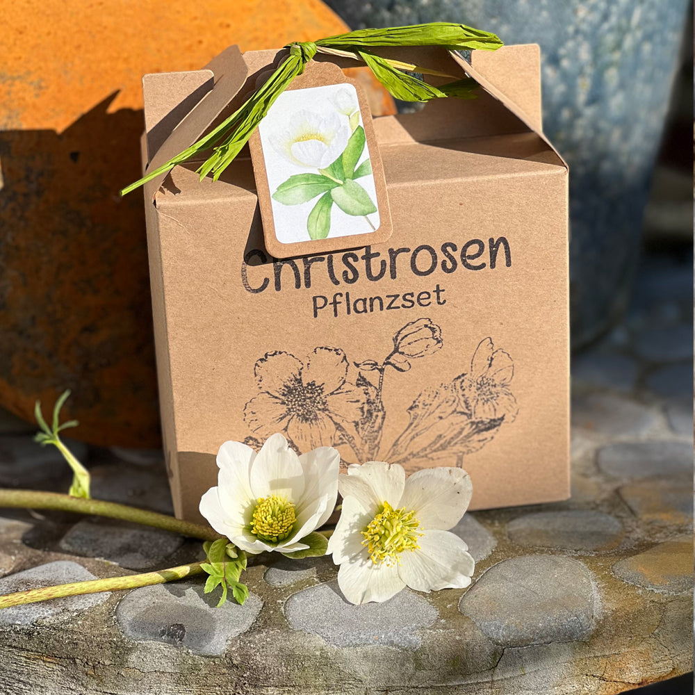 Geschenke für Pflanzenliebhaber – Christrosen Anzuchtset