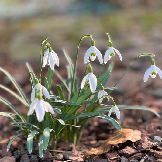 Schneeglöckchen Pflanze