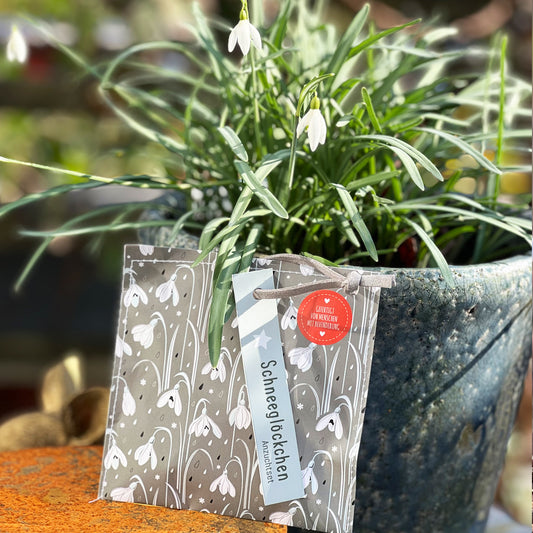 Schneeglöckchen Pflanzset