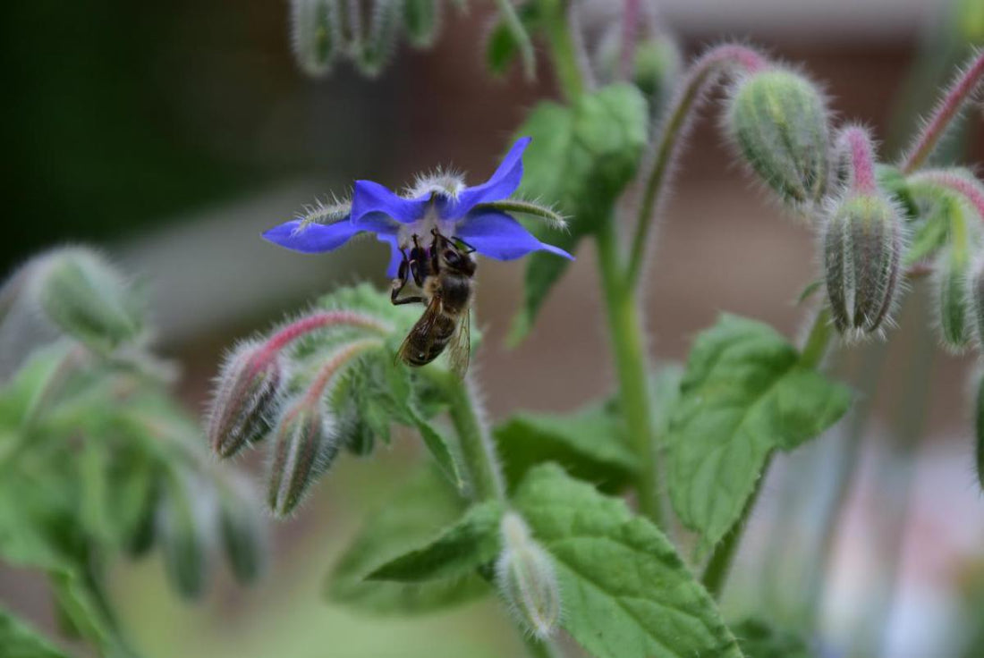To be or not to be?! Let them bee or help them to beeeeeee!