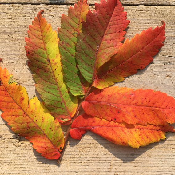 HerbstGlücklichmacher!