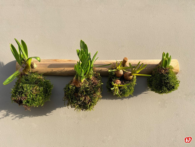 DIY-Frühlingsmooskugeln – Warm gebettet in die grüne Jahreszeit