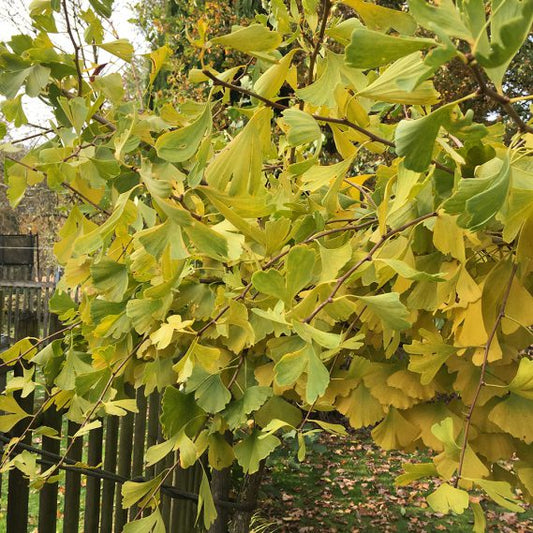 Mittendrin im November