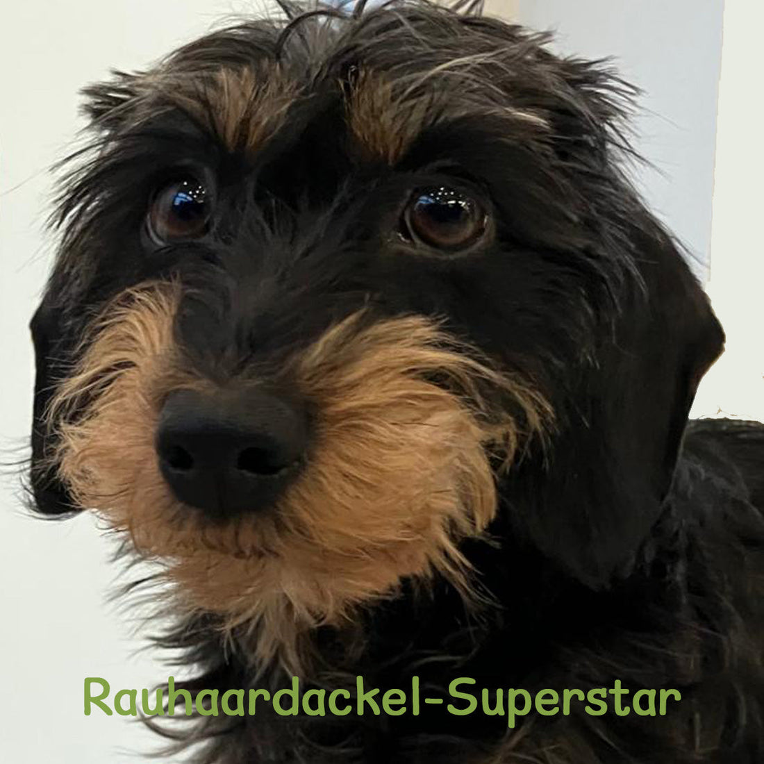 Rauhhaardackel Superstar