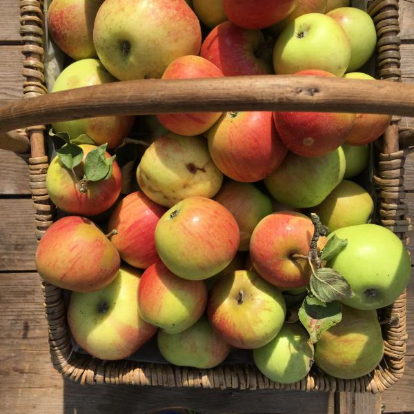 Apfelglück – Äpfel, so vielseitig und lecker