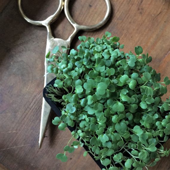 Grün, grün, grün sind alle meine…Salate! Unser neuer Favorit für die Draussensaison 2018