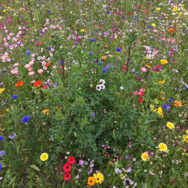 Save the bees, Bienenrettung 2019. Es weitersummen und einfach und effizient unter die Flügel greifen!