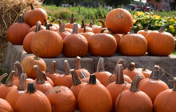 Kürbisparade – Rund um herbstlich!