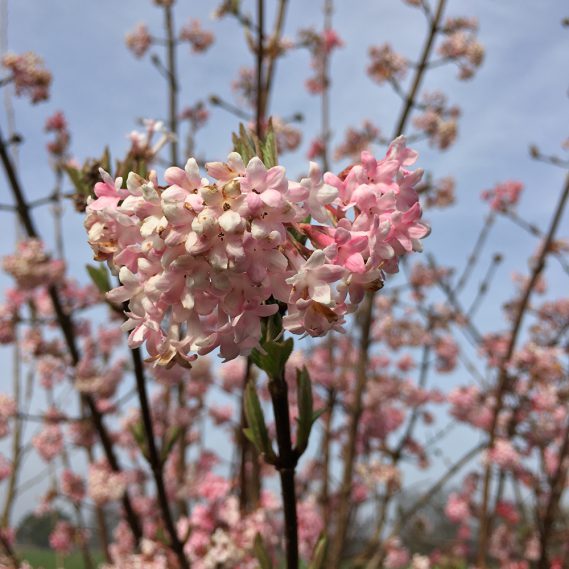 Osterfest: Kreative Ideen und frühlingshafte Inspirationen 