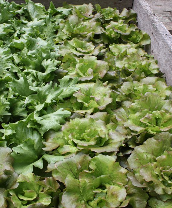 Da habt ihr den Salat!