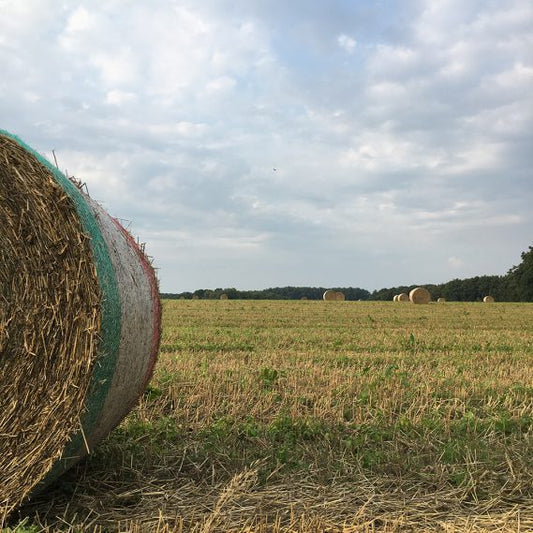 Ein geliebtes „Dazwischending“ – der Altweibersommer!!!