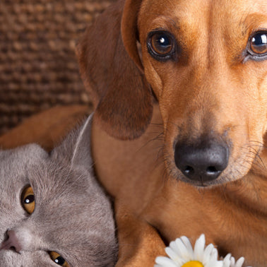 hund und katze beste freunde