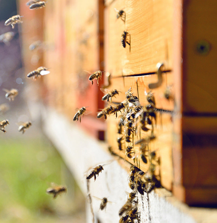Bienen am Einflugloch eines Bienenhotels
