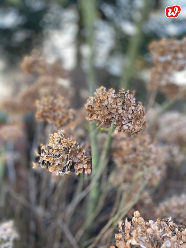 Konfetti für graue Wintertage – DIY Trockenblumenkränze