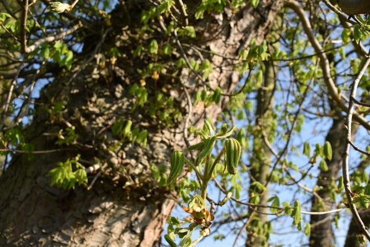 Nix für Weicheier- DIY, Eierpappen, echte Allroundtalente