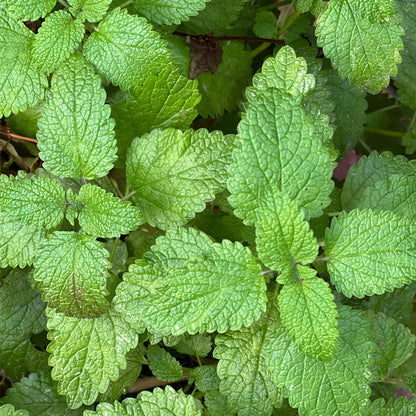 DIY Naturapotheke - Zitronenmelisse für entspannende Bäder