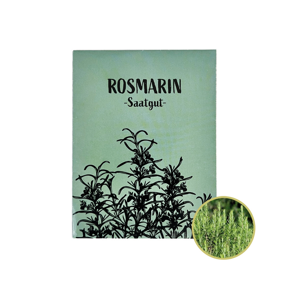Rosmarin Samen für duftende Kräuterbeete