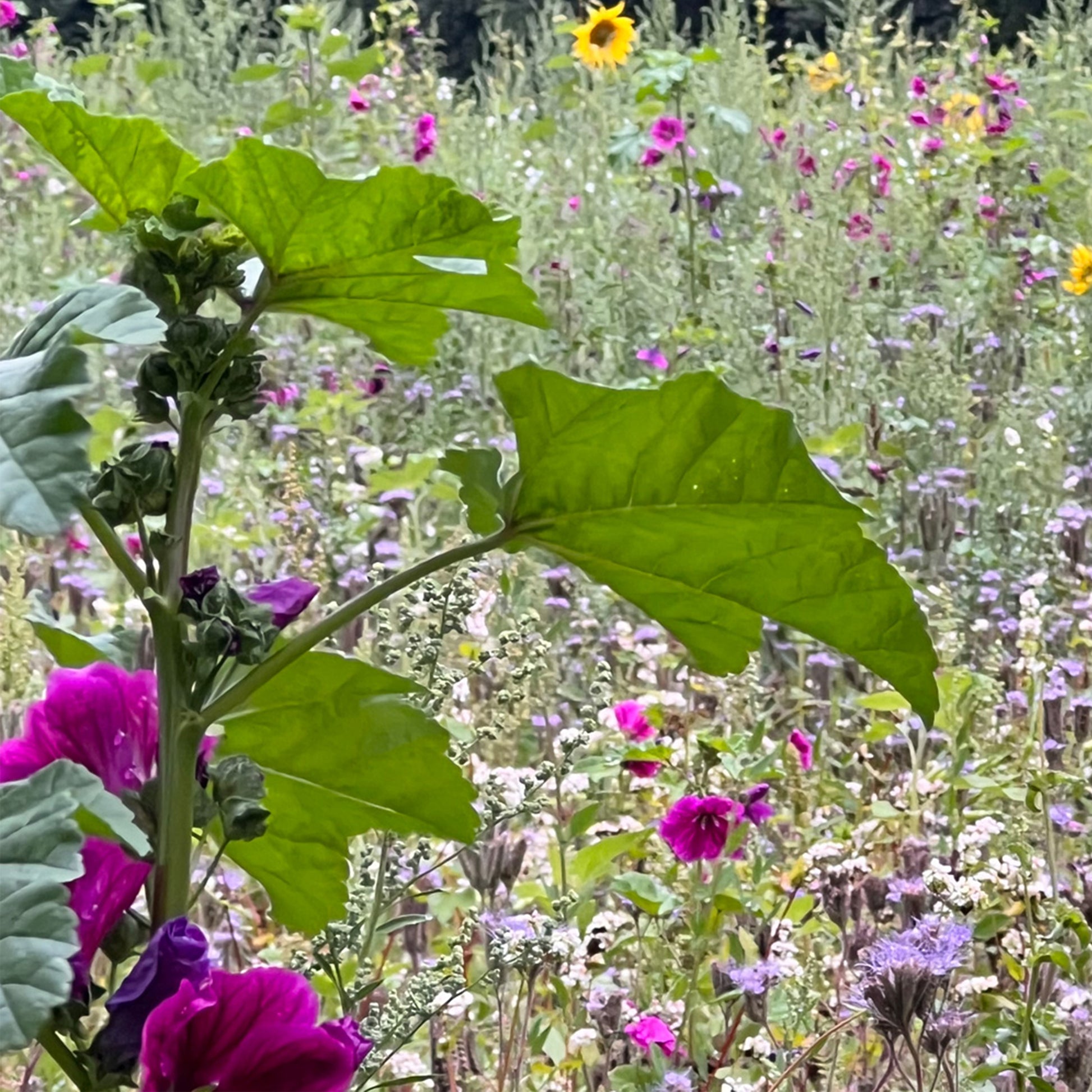 Bienenblumenwiese