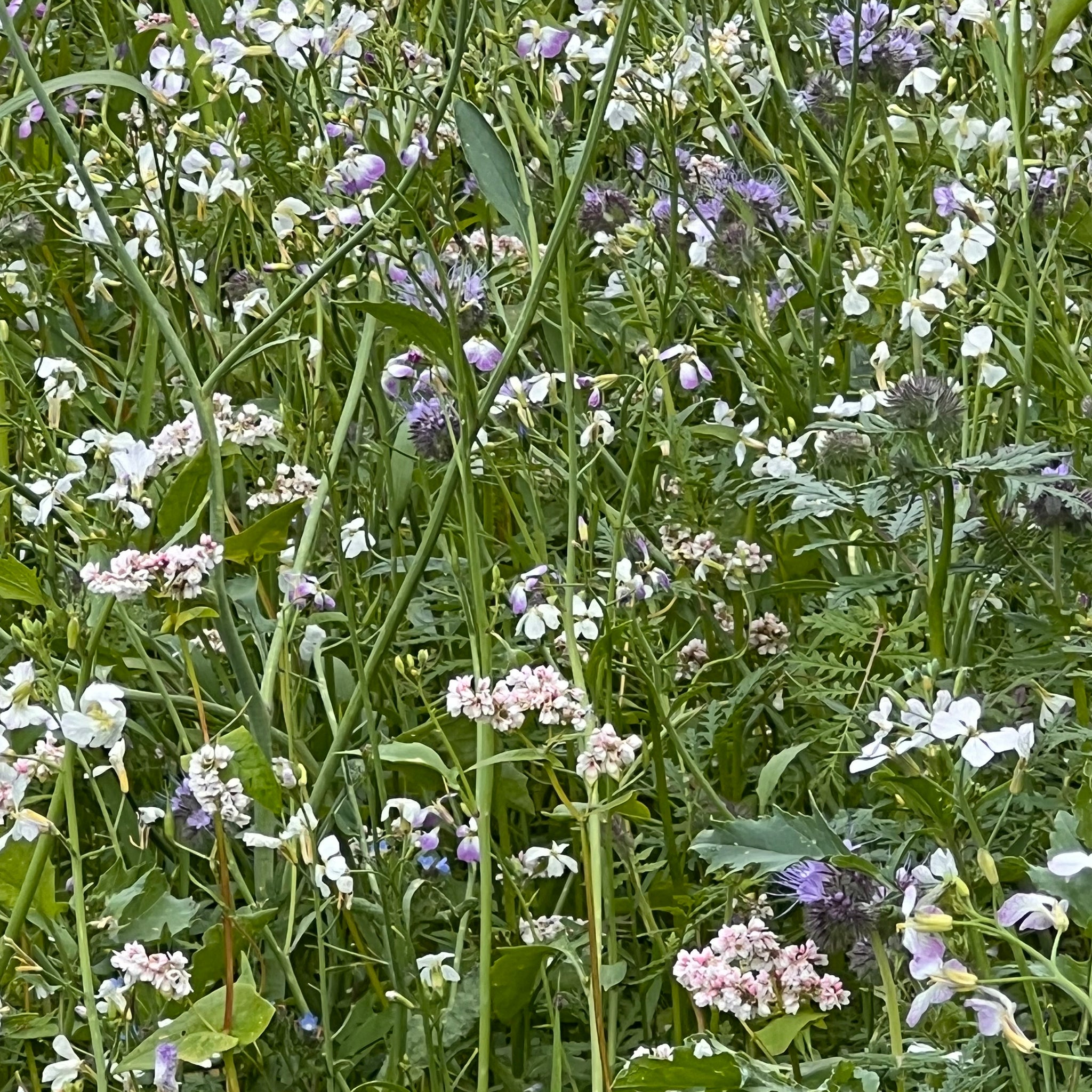 Schmetterlingblüten Wiese