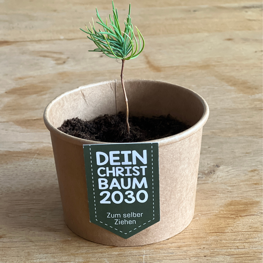 Tannenbaum Anzucht Set