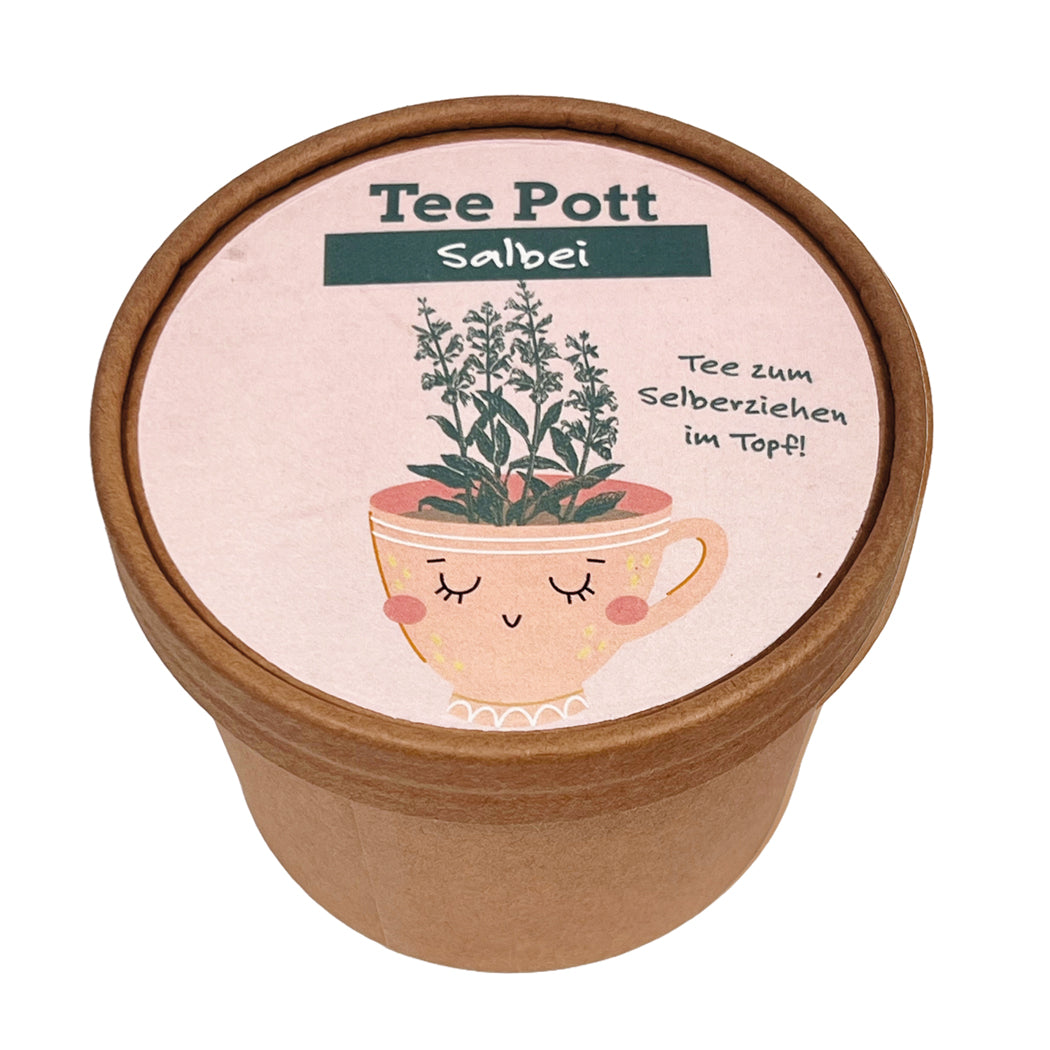 Salbei frisch Tee, Tee zum selberziehen im Topf