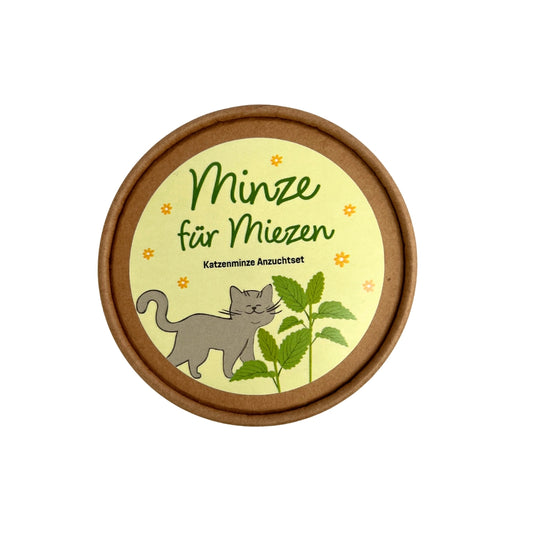 Katzenminze Anzuchtset