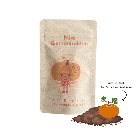 Kürbis Samen Anzuchtset, spielerisch erleben, wie ein Kürbis wächst