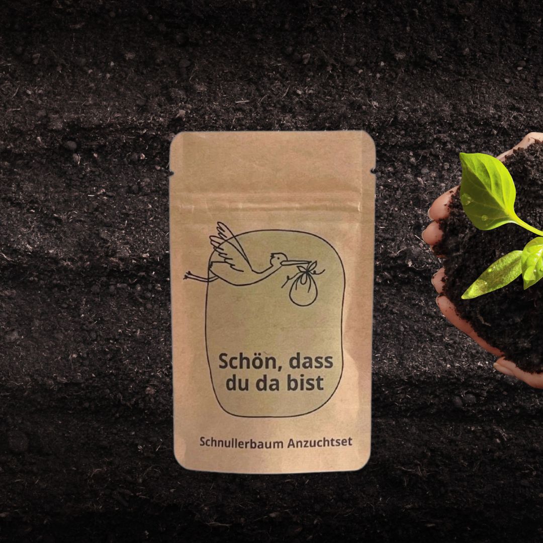 Schnullerbaum Anzuchtset