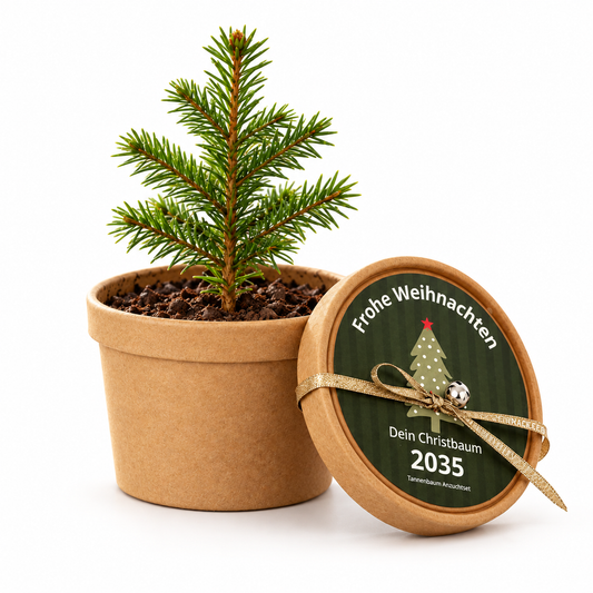 Tannenbaum Anzuchtset 2035