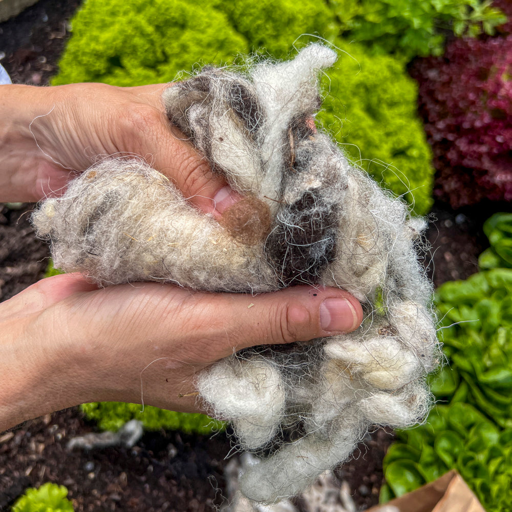 Schneckenschreck– Naturbelassene Schafwolle gegen Schnecken