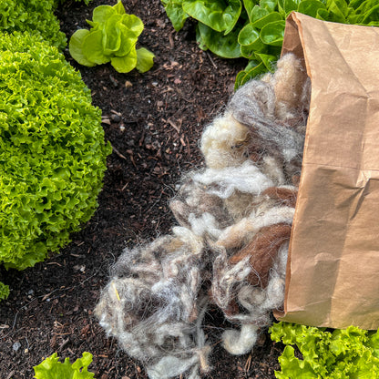 Schneckenschutz – Naturbelassene Schafwolle gegen Schnecken