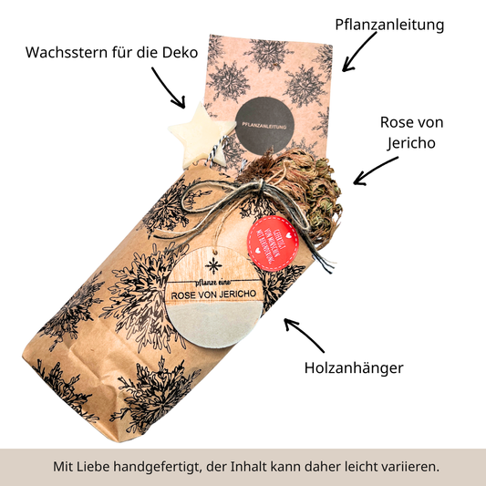 Ein altes Ritual - Rose von Jericho