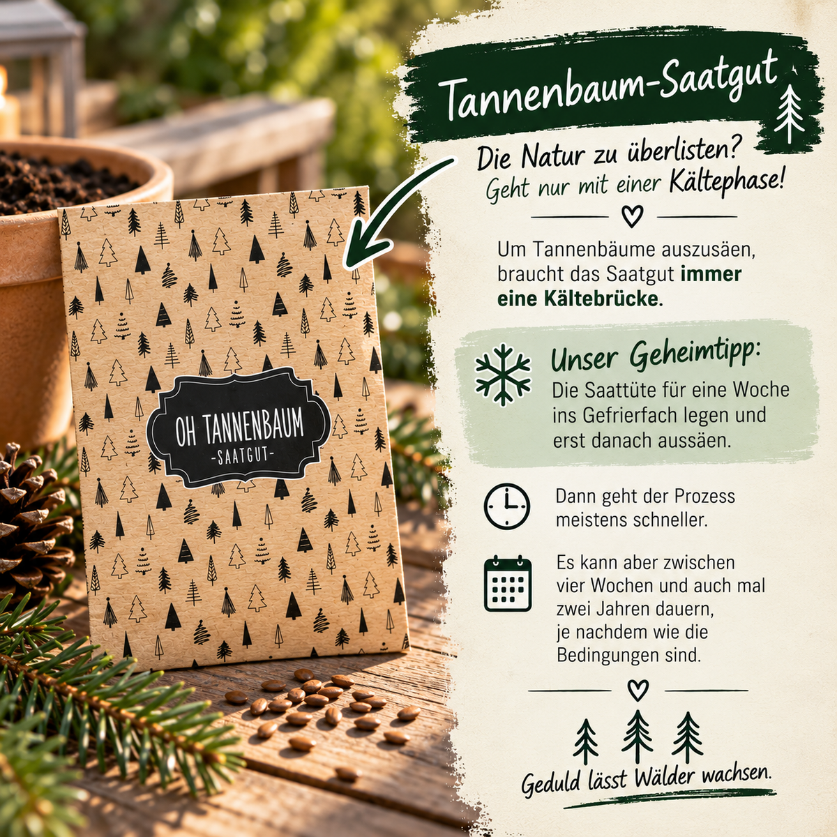 Saattinfos zum Tannenbaum