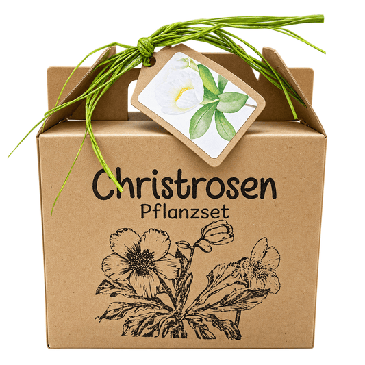 Geschenke für Pflanzenliebhaber: Christrosen Anzuchtset