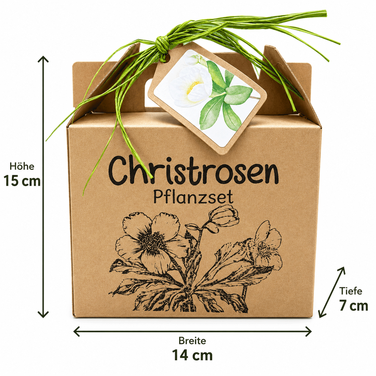 Christrosen Anzuchtset: Höhe 15 cm, Breite 14 cm, Tiefe 7 cm