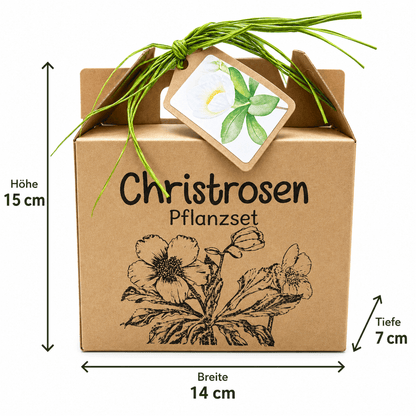 Christrosen Anzuchtset: Höhe 15 cm, Breite 14 cm, Tiefe 7 cm