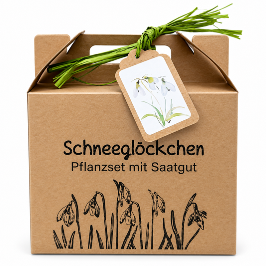 Schneeglöckchen Anzuchtset