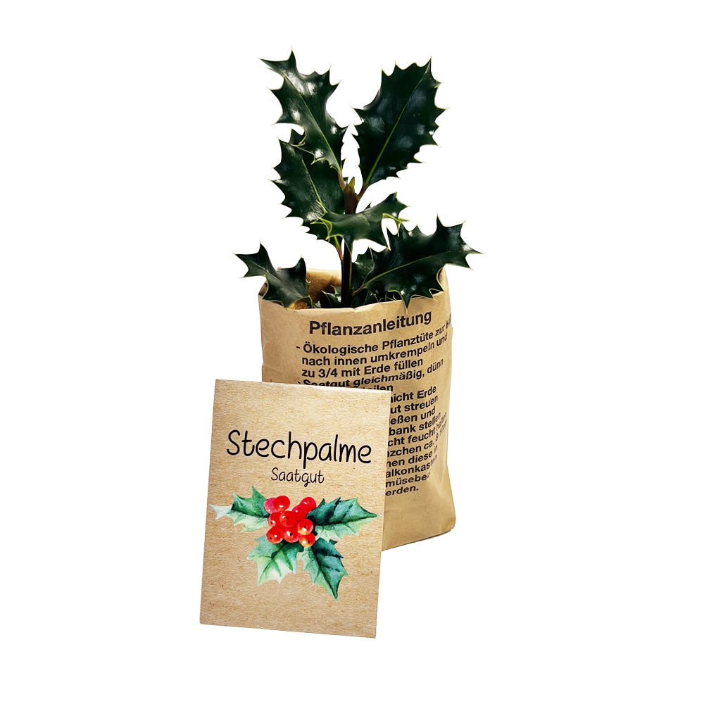 Ilex Planzset