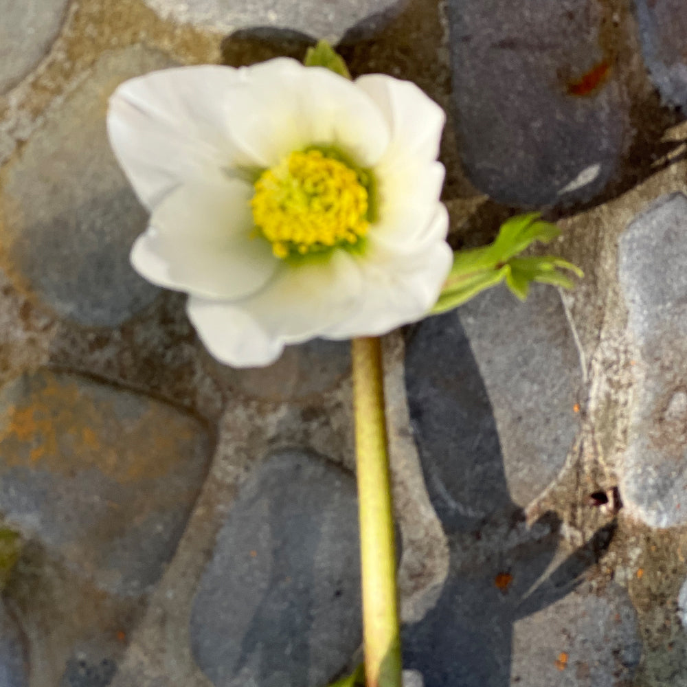 Christrosen Blüte