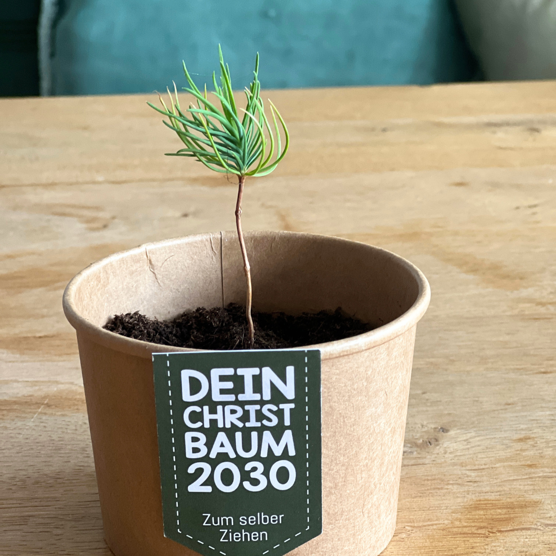 Pflanz einen Tannenbaum ökologisches Pflanzset